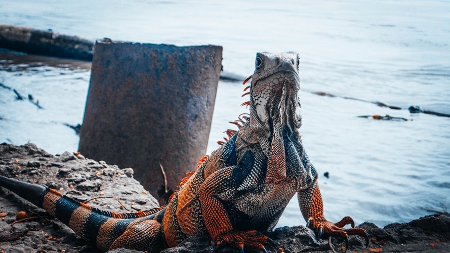 iguana_2