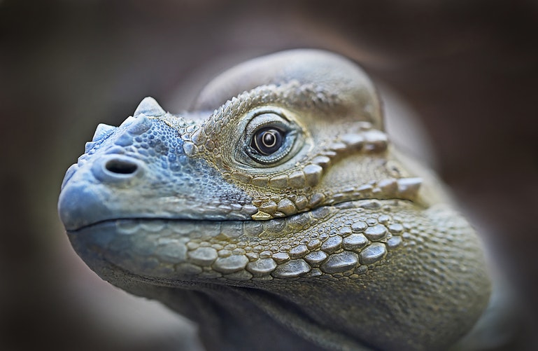 iguana_3